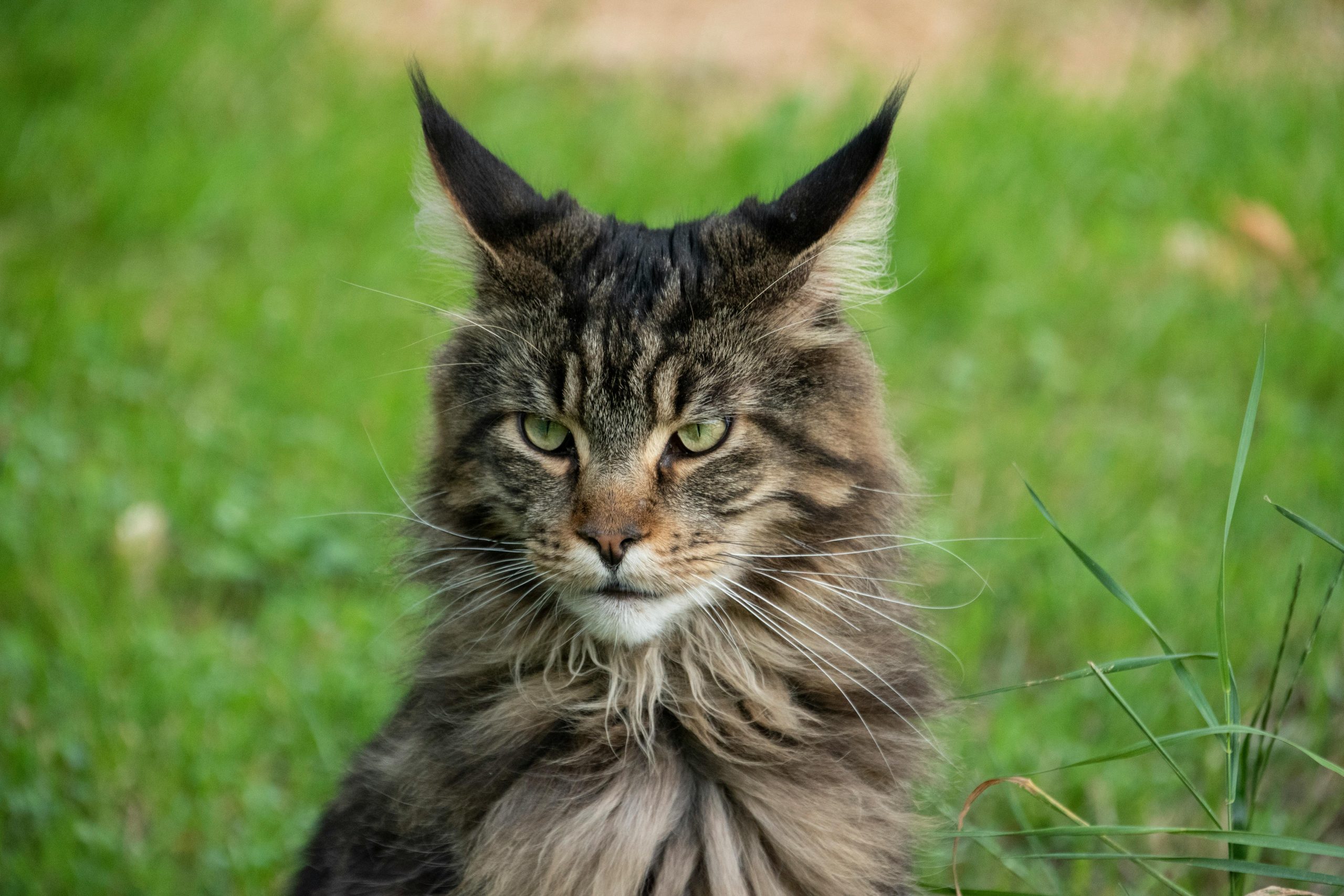 Adorable Maine Coon Kittens for Sale Oakland | Home Visit Available